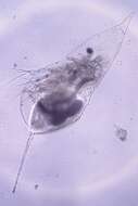 Image of helmeted waterflea