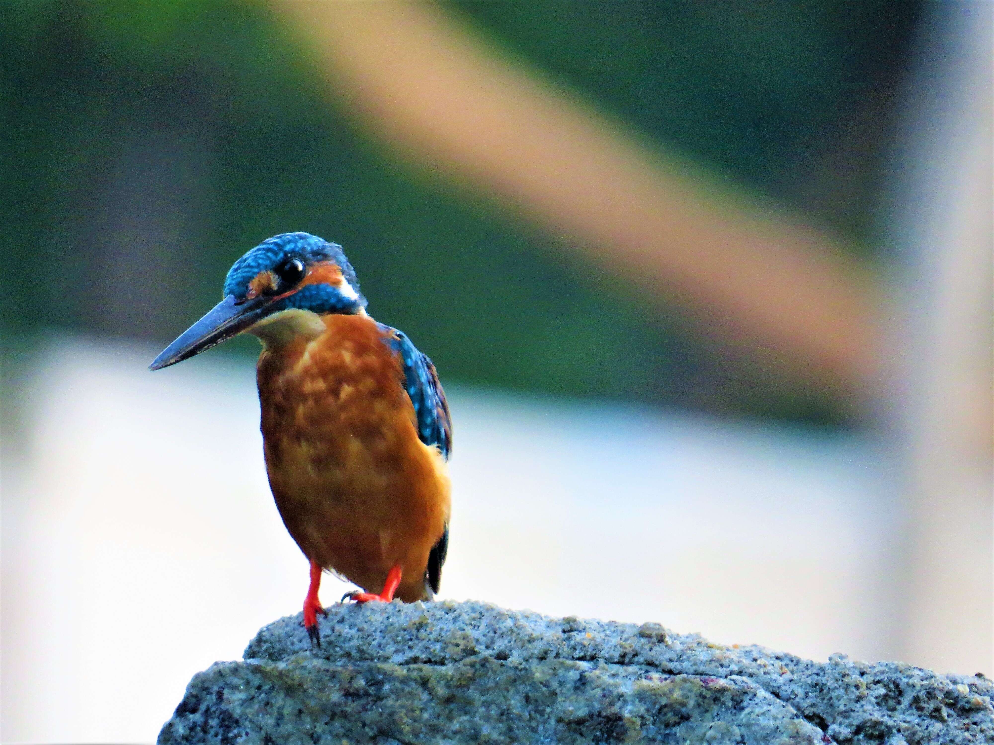 Image of Common Kingfisher