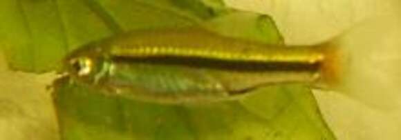 Image of Red-tailed Rasbora