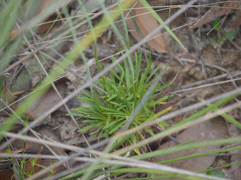 Image of Stylidium luteum R. Br.