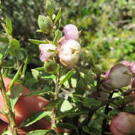 Sivun Gaultheria anastomosans (L. fil.) Kunth kuva