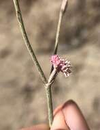 Image of chaparral buckwheat