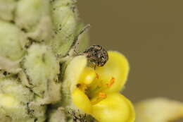 Image of Weevil