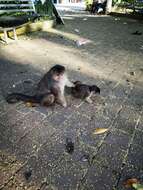 Image of Maranon white fronted capuchin