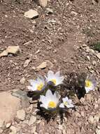 Image of Pulsatilla patens subsp. nuttalliana (DC.) Grey-Wilson