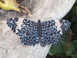 صورة Hamadryas amphinome Linnaeus 1767