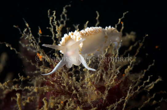 Image of Coryphella verrucosa (M. Sars 1829)