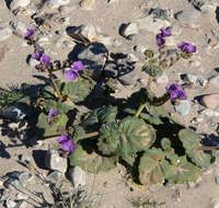 Image of calthaleaf phacelia