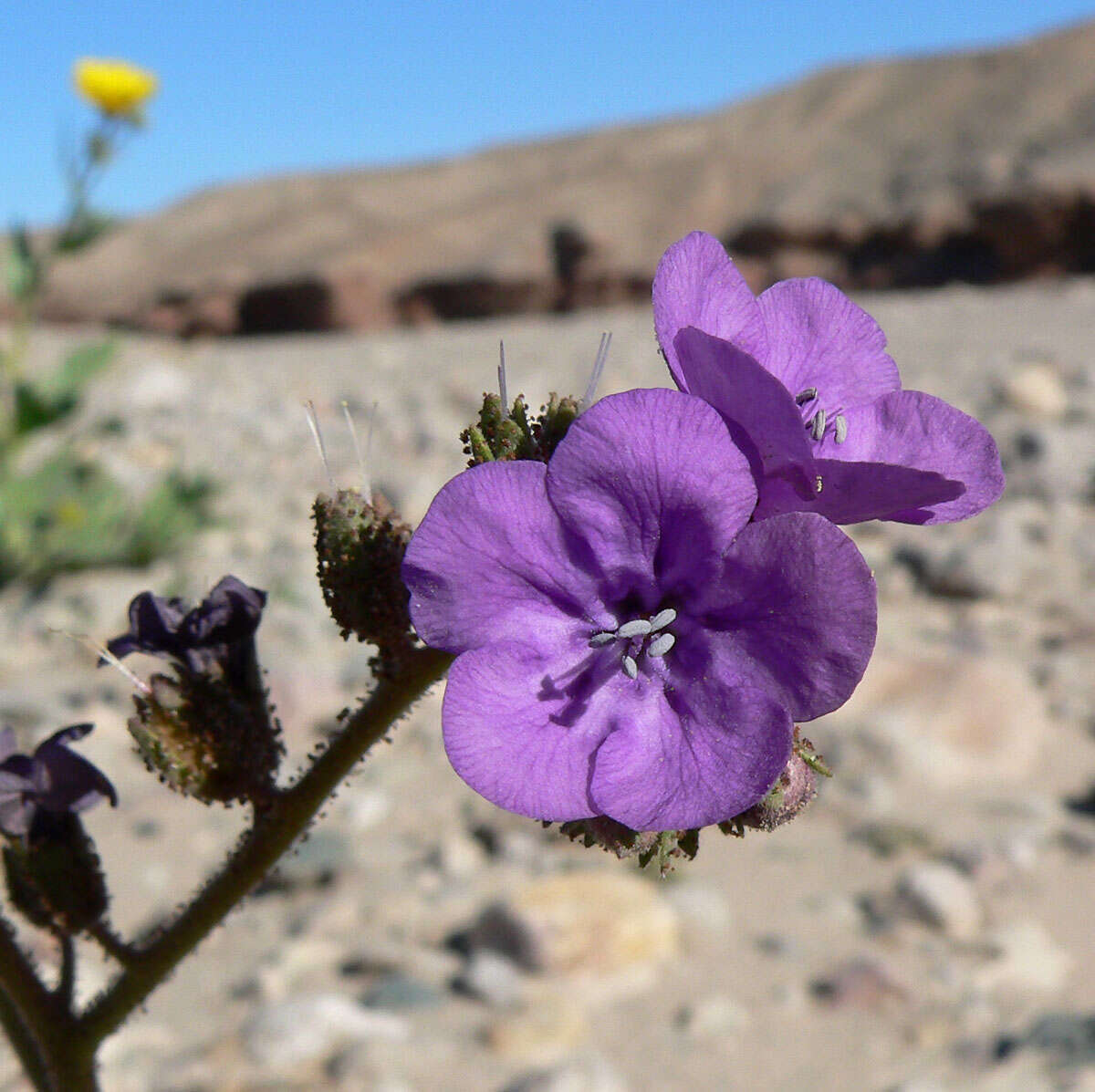 Image of calthaleaf phacelia