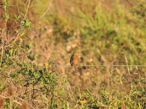 Image of Bran-colored Flycatcher