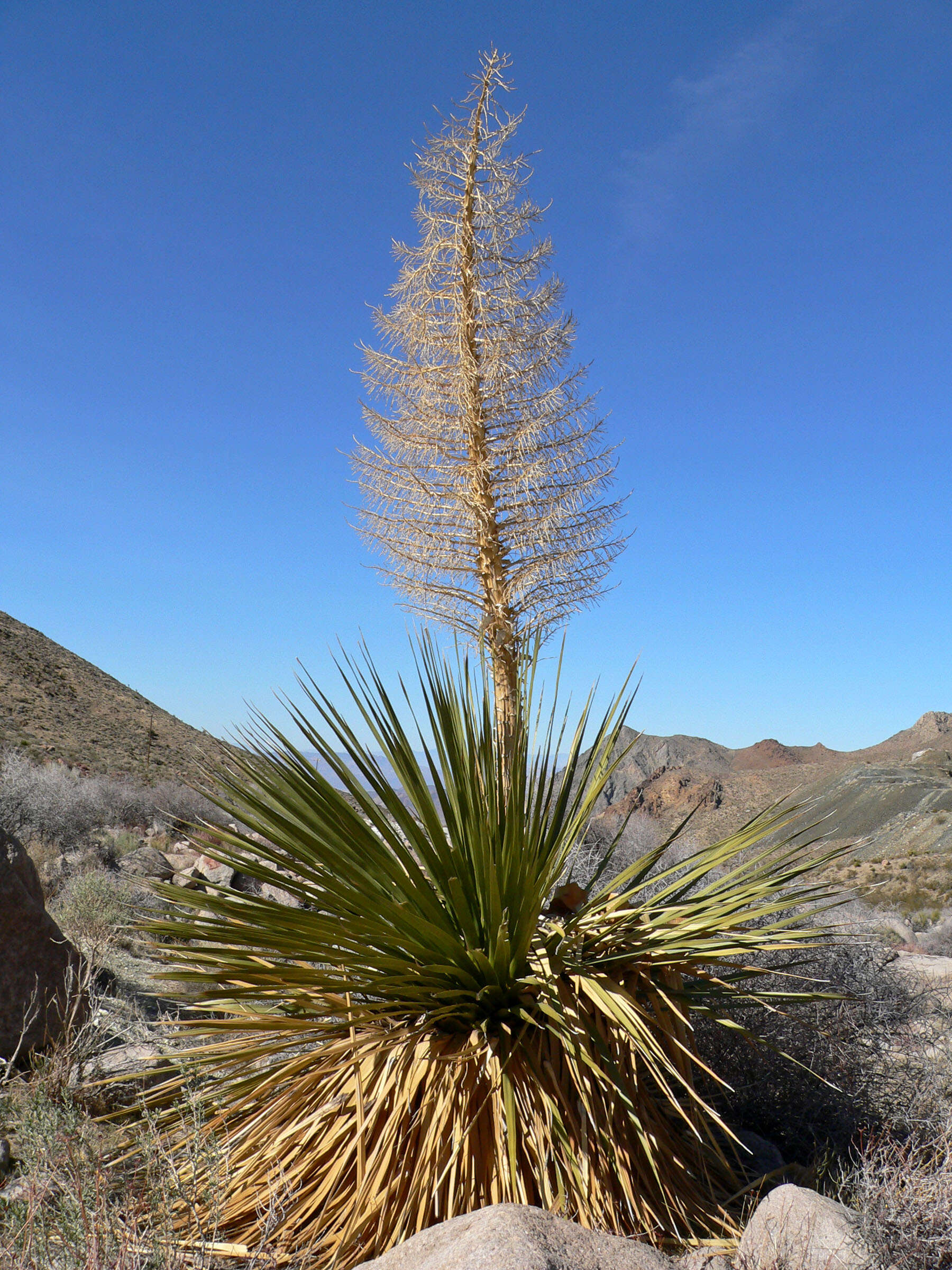 Image of Parry's beargrass