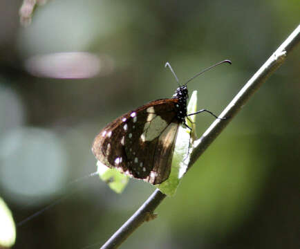 Image de Amauris albimaculata Butler 1875