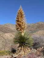 Image of Parry's beargrass