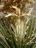 Image of Parry's beargrass