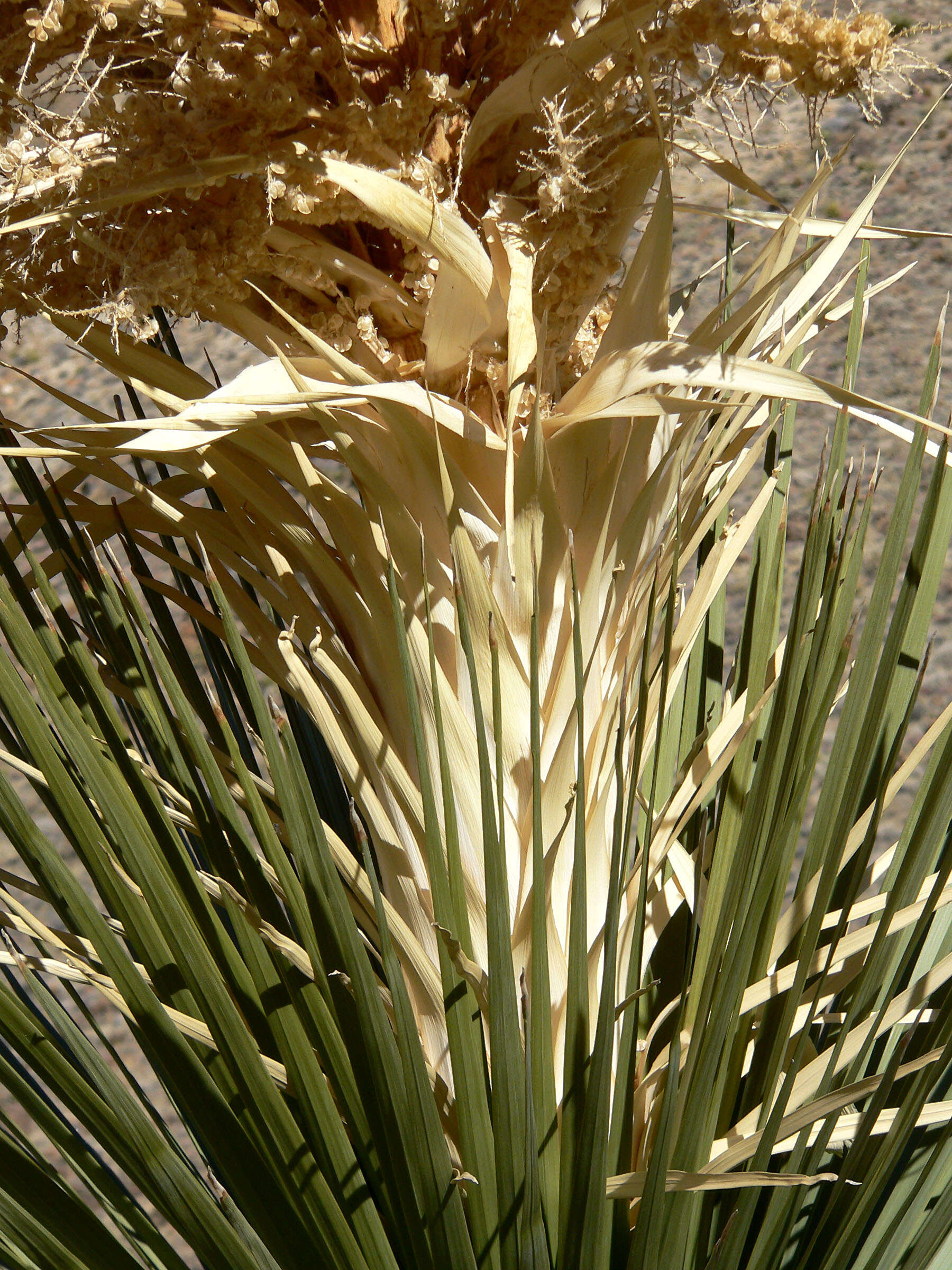 Image of Parry's beargrass