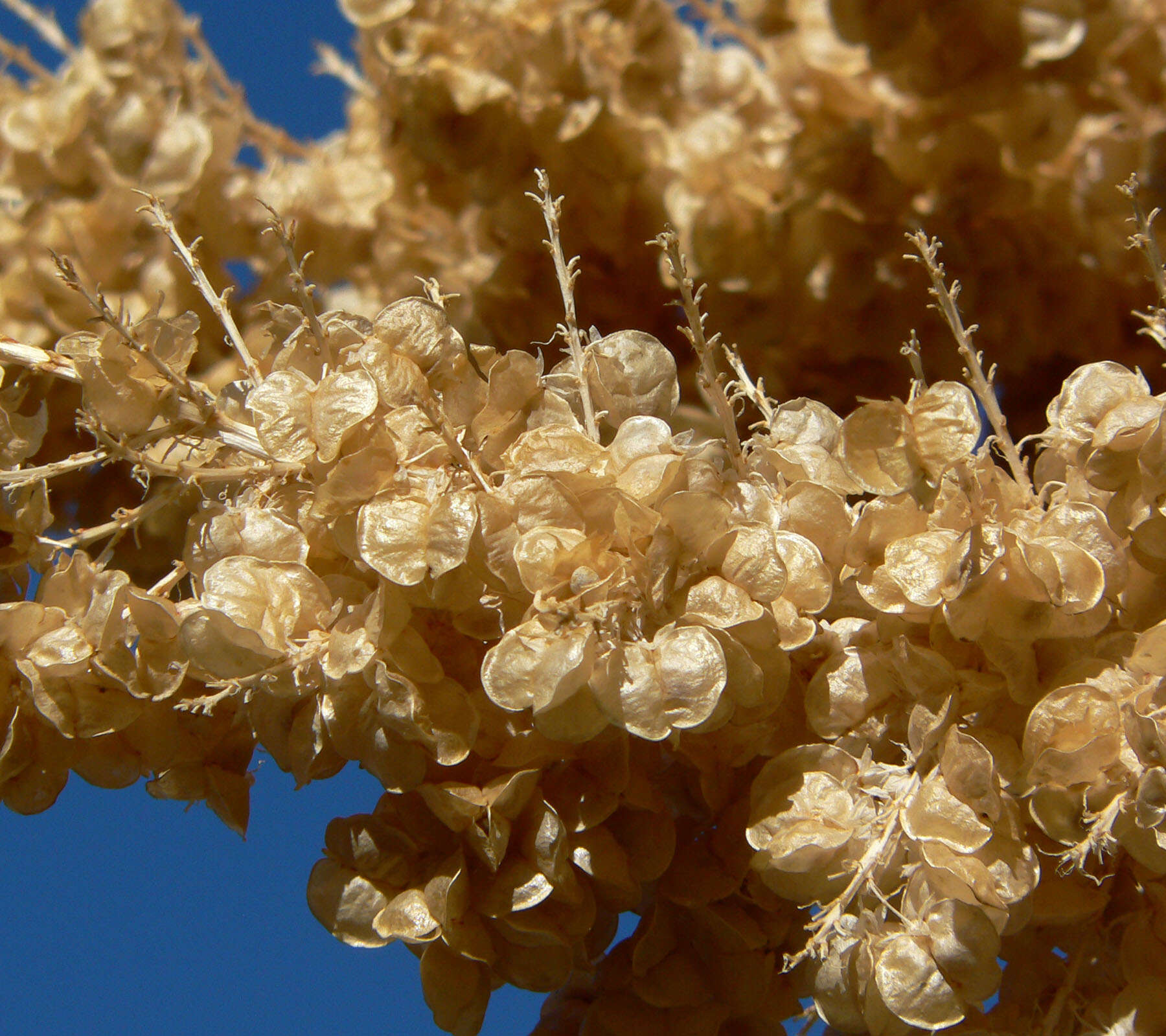 Image of Parry's beargrass