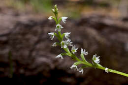 Image of Beautiful mignonette orchid