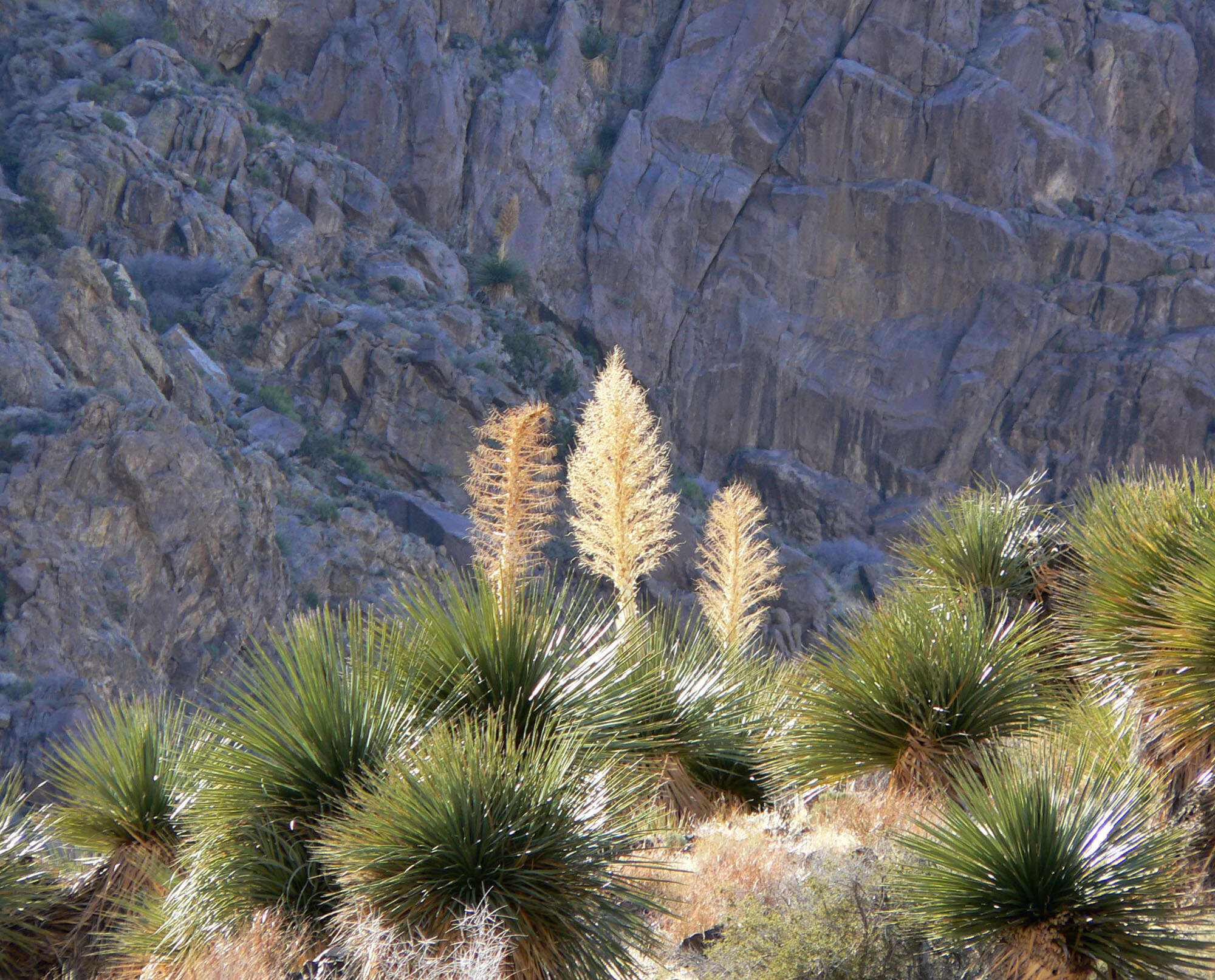 Image of Parry's beargrass