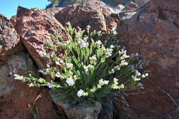 Image de Polemonium pulcherrimum subsp. pulcherrimum