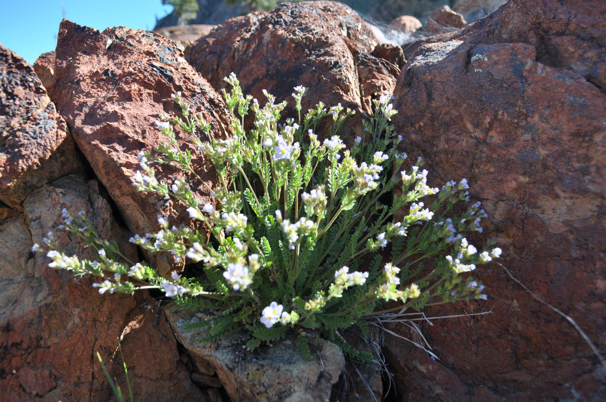 Image de Polemonium pulcherrimum subsp. pulcherrimum