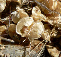 Image of Parry's beargrass