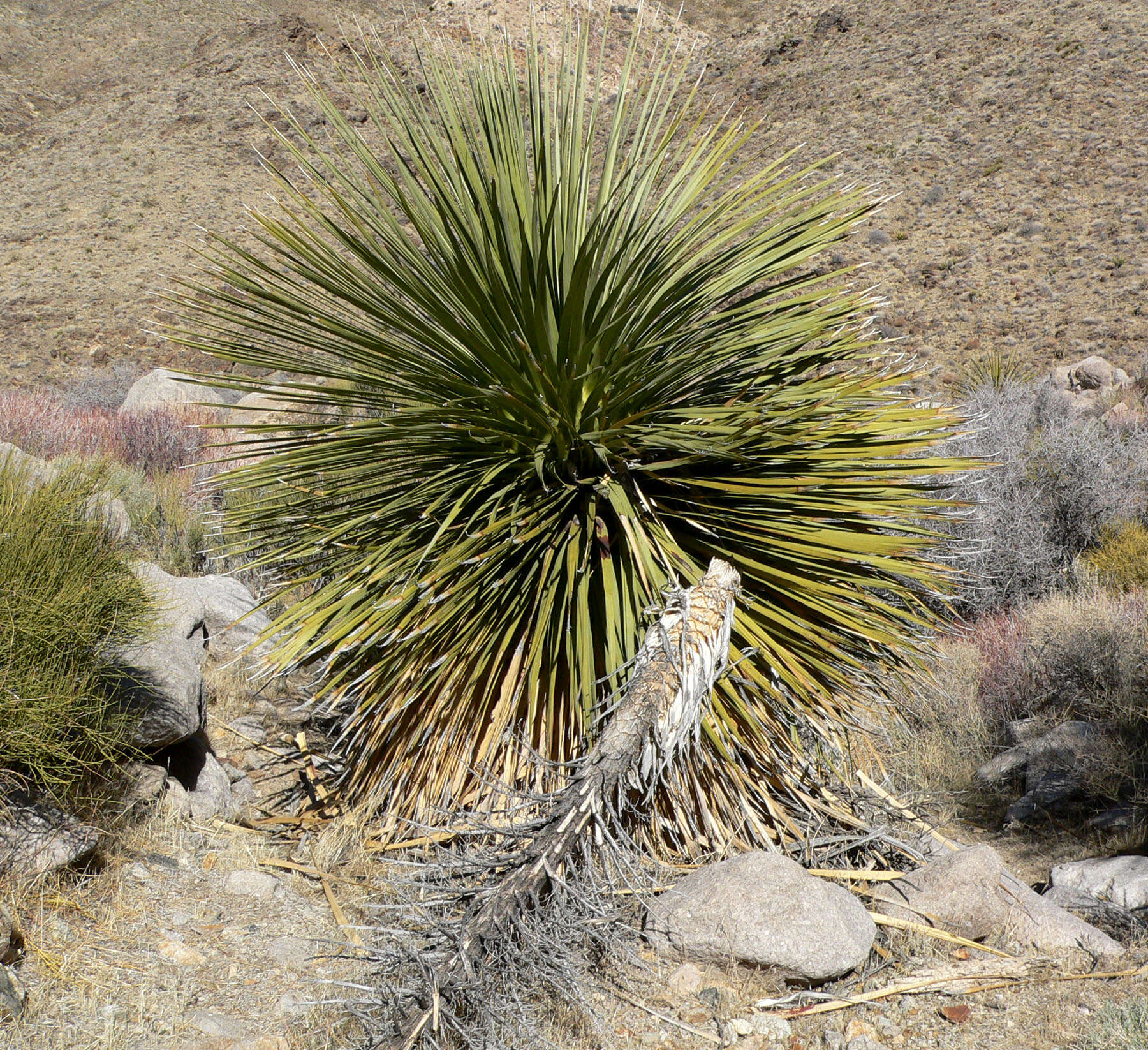 Image of Parry's beargrass