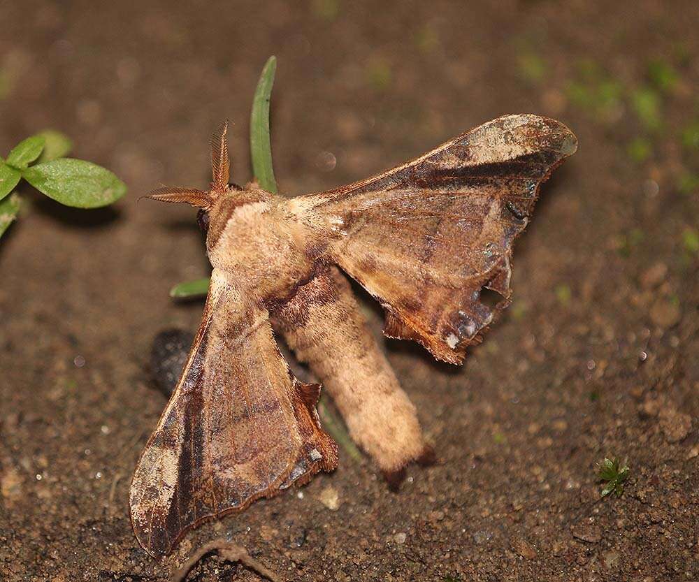 Image of Gunda javanica (Moore 1872)