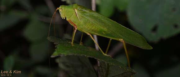 Image of Sinochlora longifissa (Matsumura, S. & Shiraki 1908)