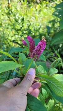 Image of Phytolacca thyrsiflora Fenzl ex J. A. Schmidt