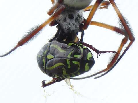 Image of Fiddler Beetle