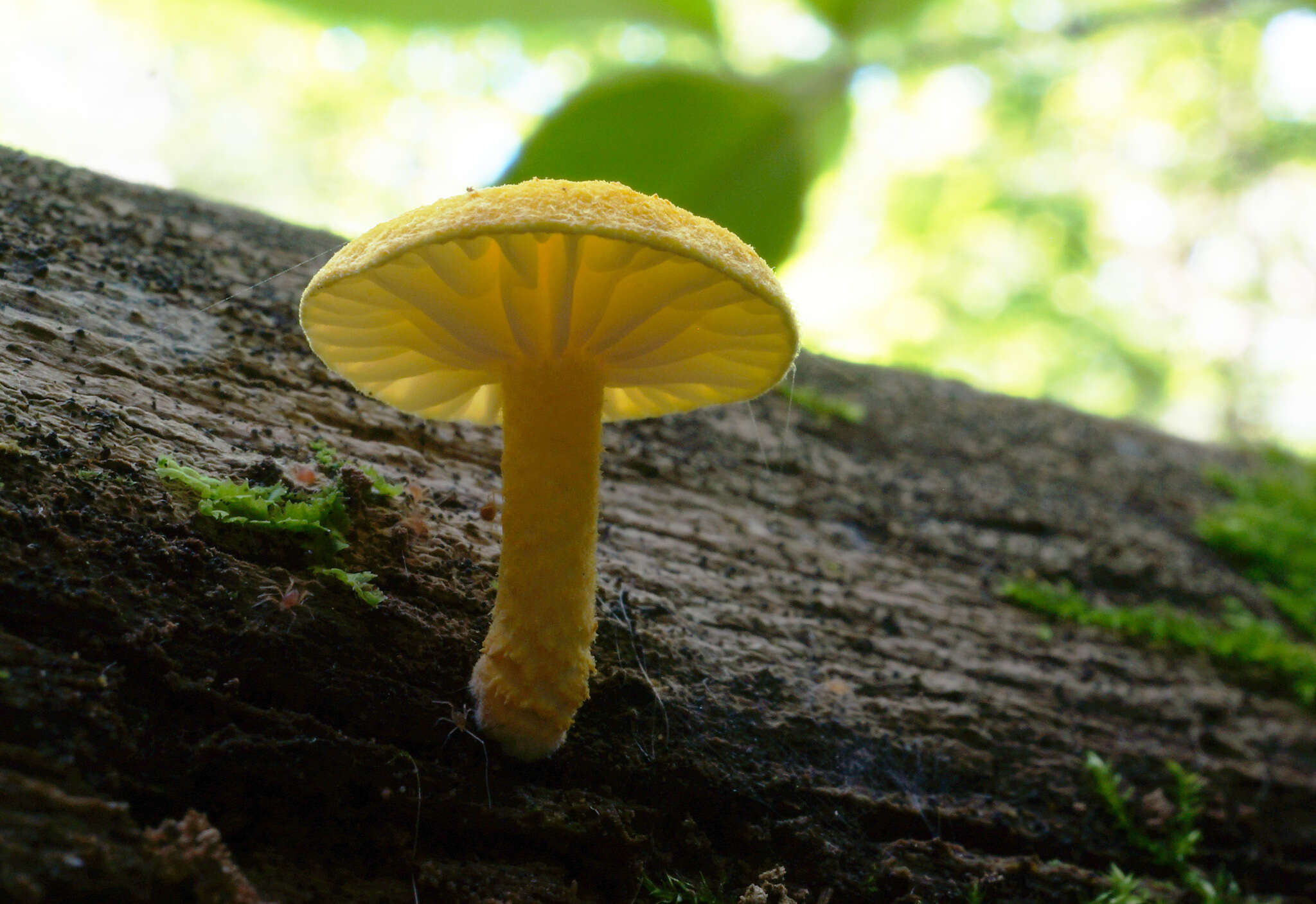 Image of Cyptotrama chrysopepla (Berk. & M. A. Curtis) Singer 1973