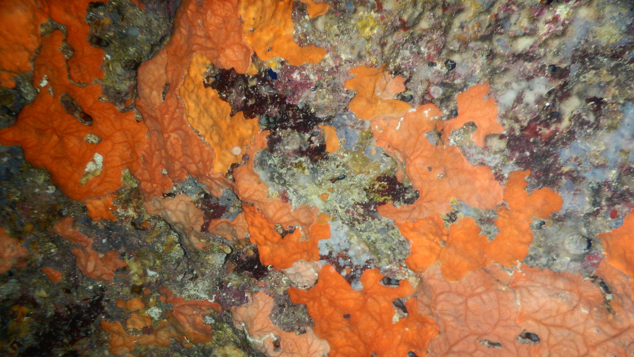 Image of encrusting orange sponge