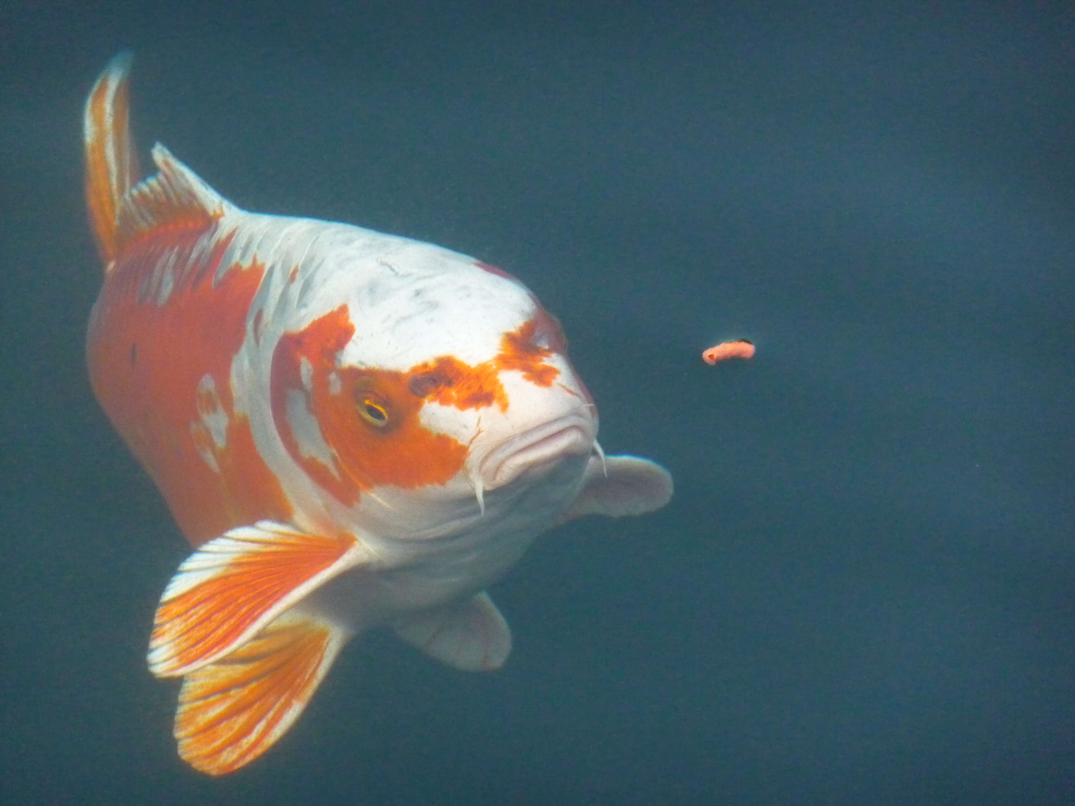 Image of common carp, carp