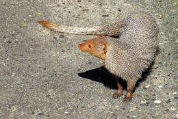 Image of Indian Gray Mongoose