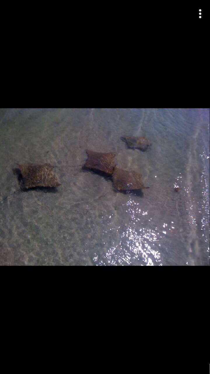 Image of Cownose rays and Flapnose rays