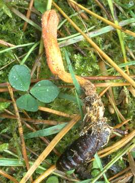 Image of Cordyceps militaris (L.) Fr. 1818