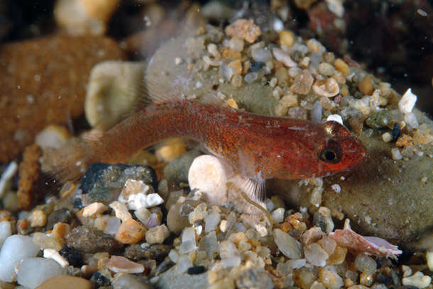 Odondebuenia balearica (Pellegrin & Fage 1907) resmi