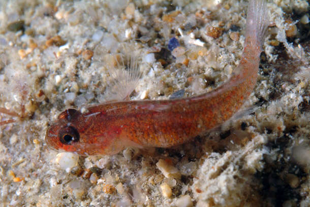 Image of Coralline Goby