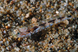 Image of Bath's goby