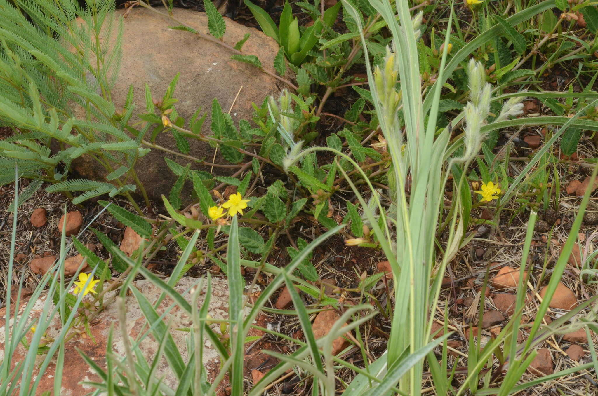 Image of Corchorus confusus Wild