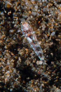 Image of Bath's goby