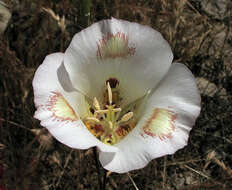 Слика од Calochortus