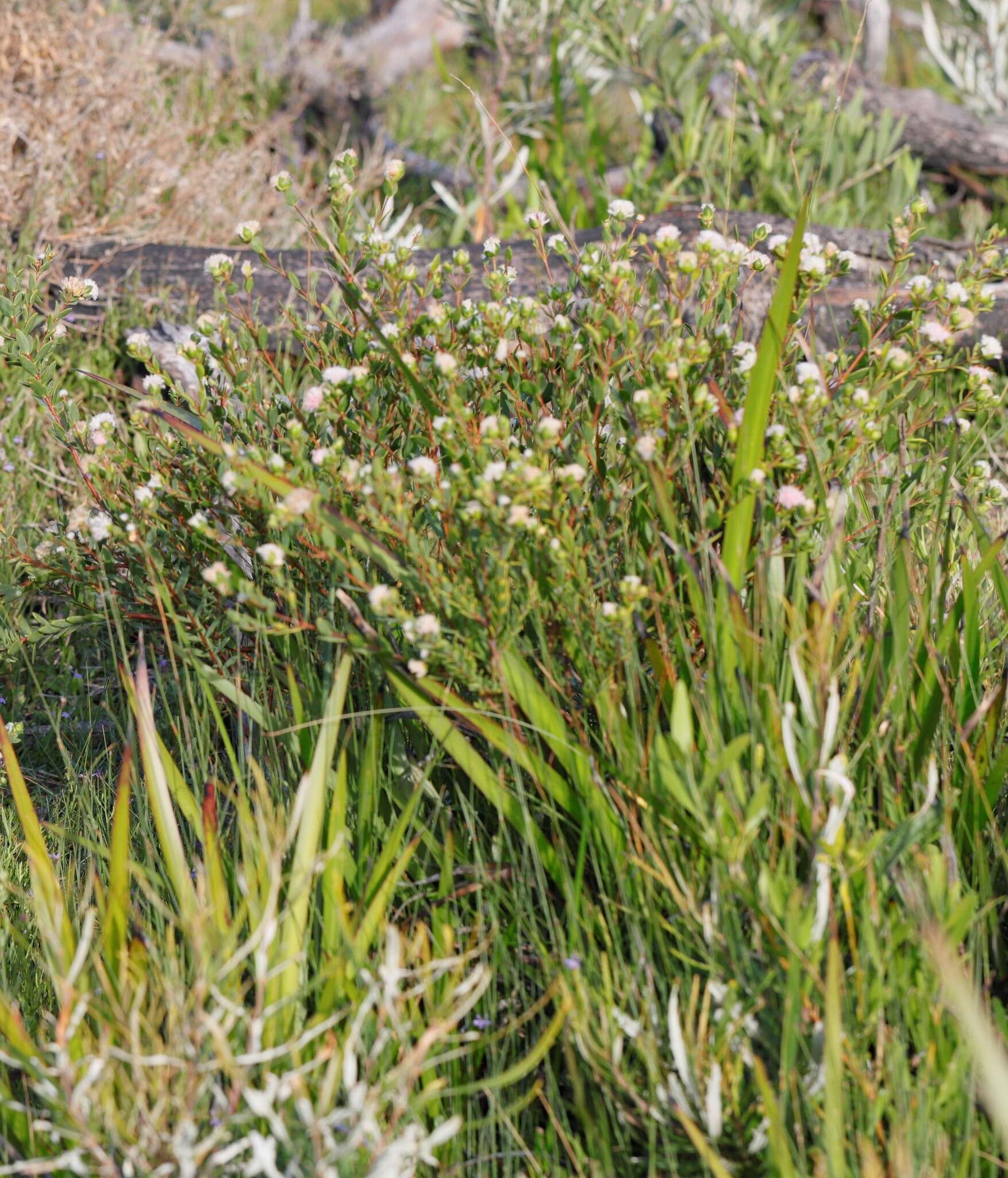 Image of Pimelea lanata R. Br.