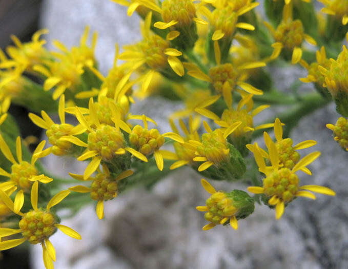 Image of California goldenrod