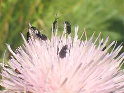 Diabrotica cristata (Harris 1836) resmi