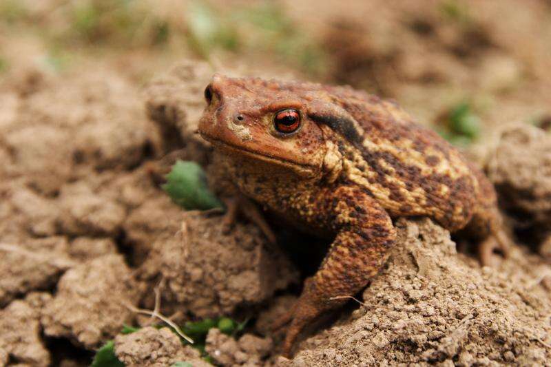 Image of Common Toad