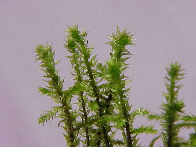 Image of Electrified Cat's Tail Moss