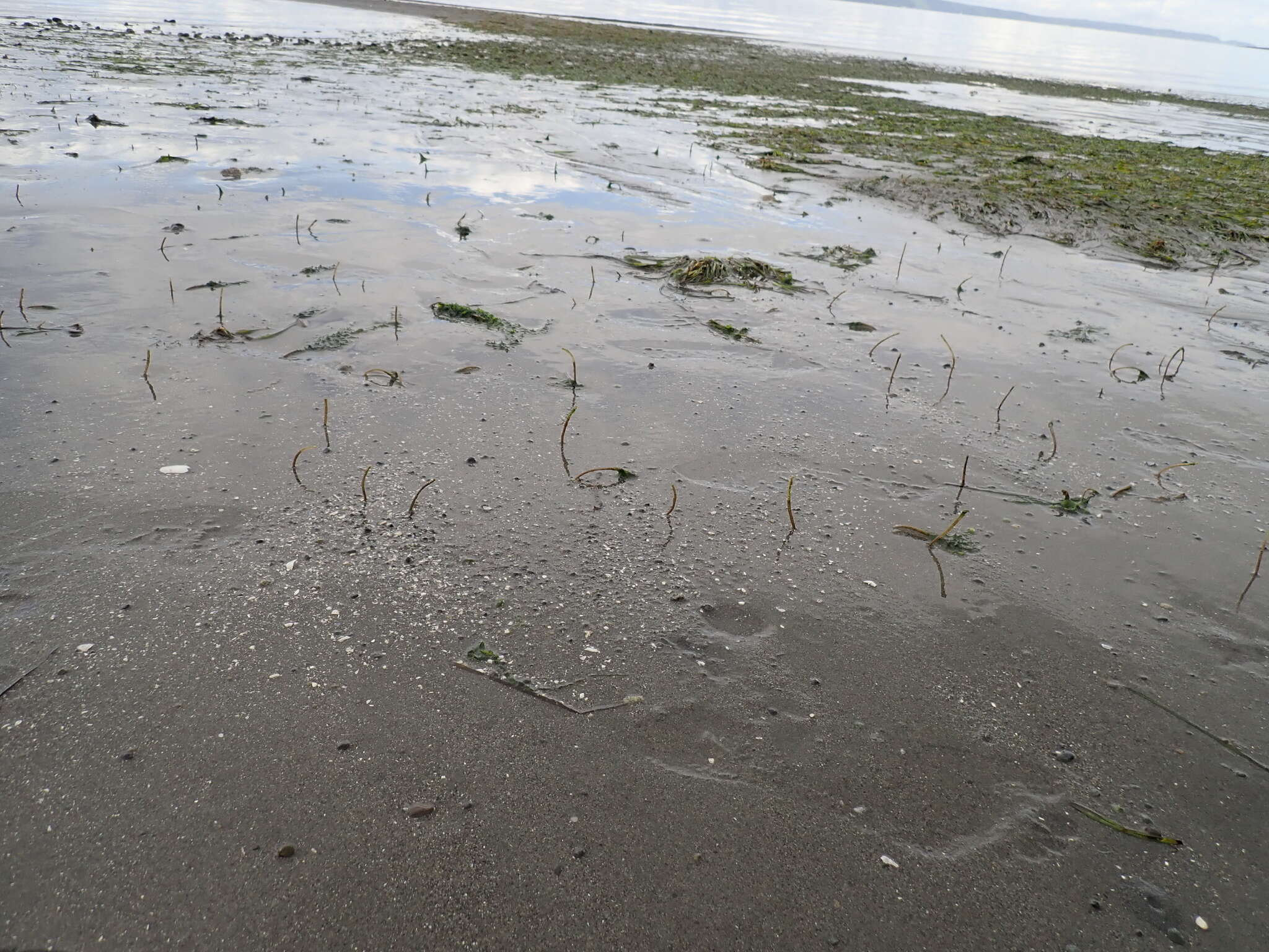 Image of glassy tubeworm