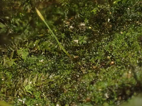 Image of ovate tetrodontium moss