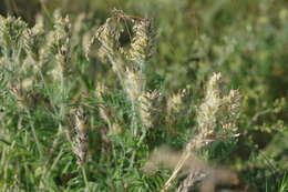 Oxytropis pilosa (L.) DC. resmi